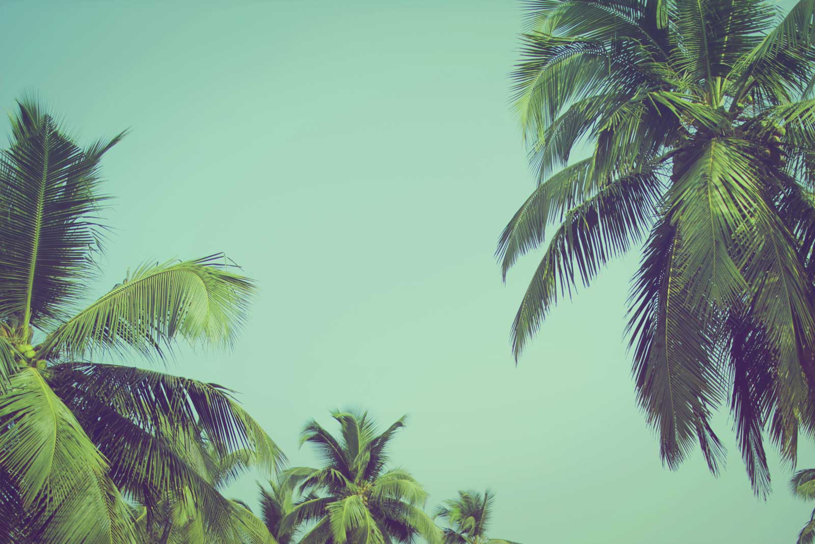 Coconut palm trees at tropical beach vintage filter