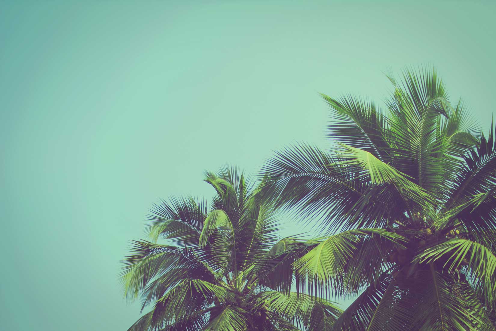 Coconut palm trees at tropical beach vintage filter